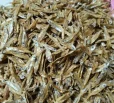কাঁচকি রেগুলার