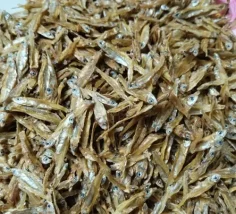 কাঁচকি রেগুলার