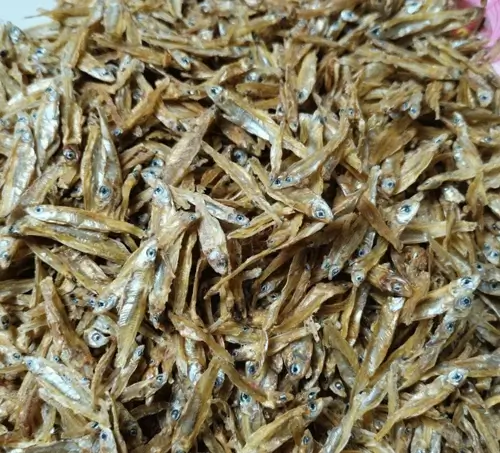 কাঁচকি রেগুলার