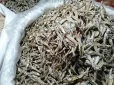 চেলা রেগুলার