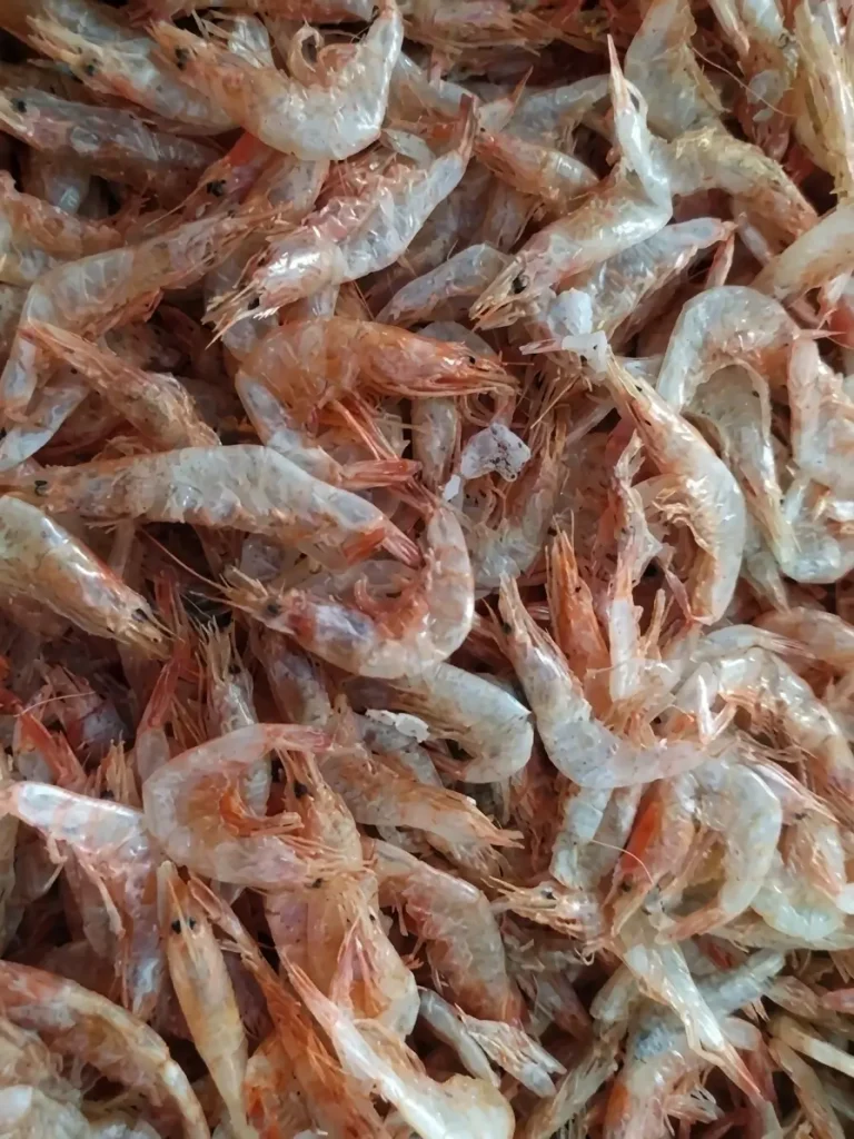 ভোলা চিংড়ি রেগুলার